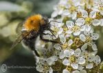 Tree bumblebee