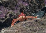 Long-legged squat lobster
