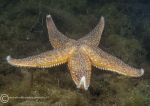 Common starfish