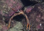 Long-clawed squat lobster