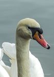 Mute swan 3