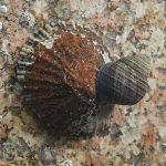 Limpet & snail