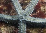 Spiny starfish