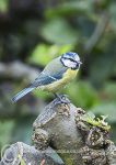 Blue Tit