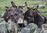 Donkeys