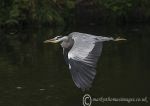 Heron in Flight 1