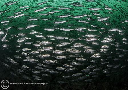 Horse mackerel/scad 2