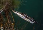 Fifteen-spined stickleback