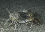 swimming crabs - Aughrus