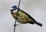 Blue Tit