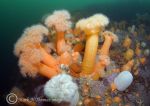 plumose anemones