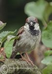 House Sparrow