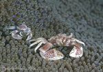 Porcelain crabs