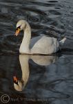 Mute Swan