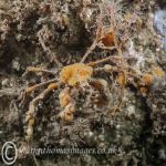 Sponge spider crab