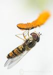 Hoverfly on lily anther 5