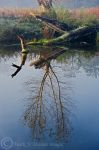 Tree Reflection