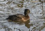 Tufted duck - female