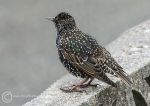 Starling