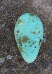 Guillemot Egg