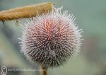 Common Urchin