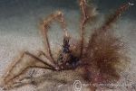 Long-legged Spider Crab - hairy