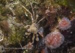 Sponge spider crab 2