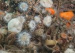 Anemones amongst brittlestars