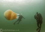 Barrel jellyfish & dive buddies 3