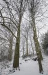 Snow Trees