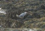 Grey heron - Aughrus