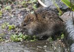 Brown Rat 3