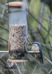 Nuthatch