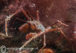 Long-legged spider crab