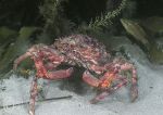 Spider crab - Aughrus