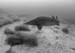 Sturgeon b&w