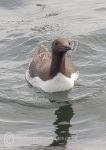 Guillemot