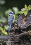 Blue Tit