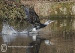 Cormorant take-off