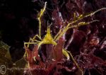 Long-legged spider crab