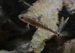 Two-spot goby
