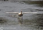 Swan landing 1