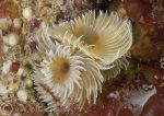 Fan worm