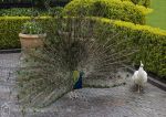 Tivoli peacocks