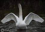 Mute swan