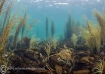 Seaweeds - Anchor Bay