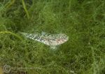 Goby on sea lettuce