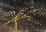 Long-legged Spider Crab - yellow