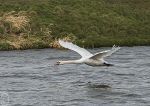 Mute Swan - take off 3