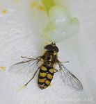 Hoverfly